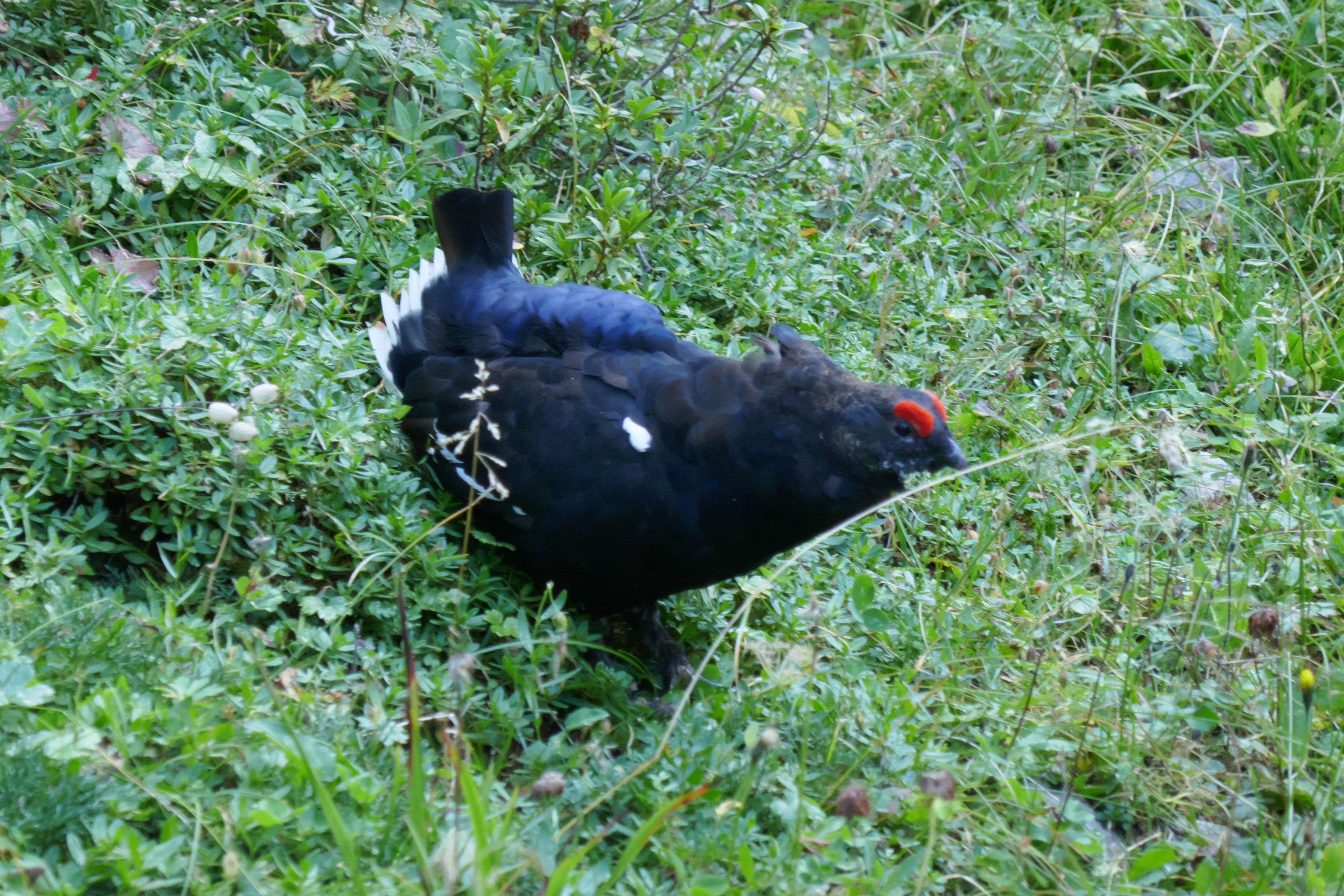 Auerhuhn